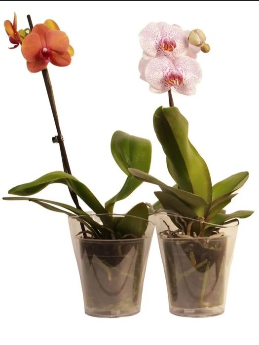 Продам кашпо горшок для орхидеи