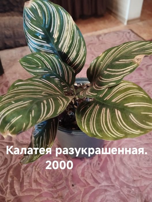 Продам комнатные растения