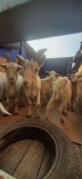 Козье молоко с доставкой на дом!