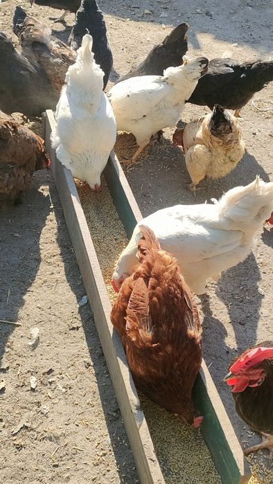 Курочки домашние