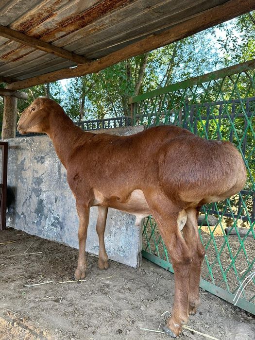 Қошқар Қисары 250.000