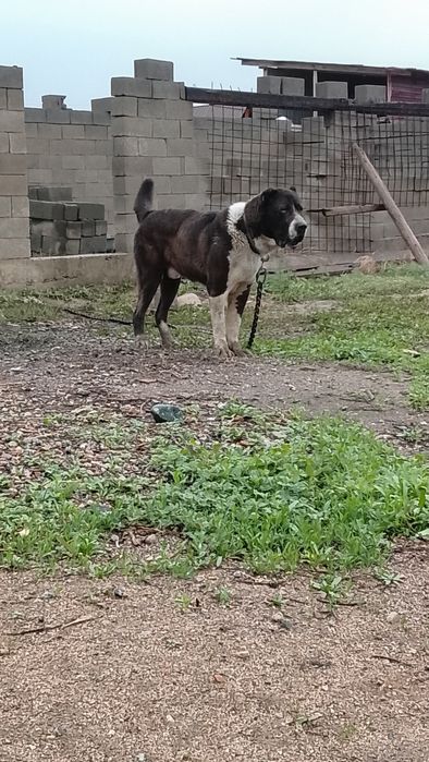 Алабай 1.8 младой