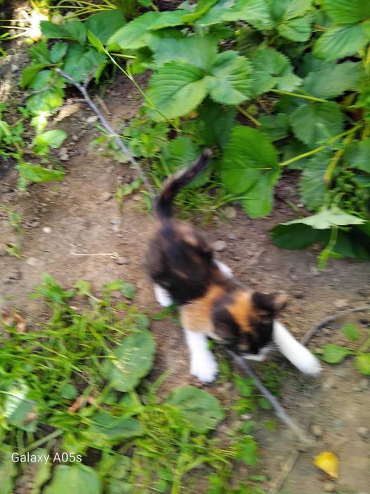 котета подарявам