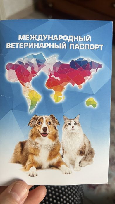 Продается кошка “Скоттиш страйт”
