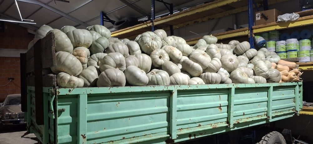 Dovleac pentru copt placinte