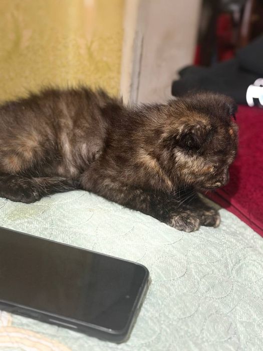 кошка британской. 500000сум