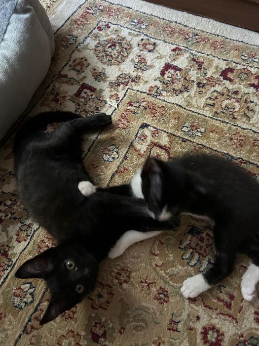 Отдам бесплатно котят
