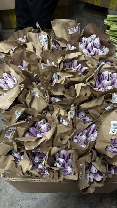 Продам тюльпаны оптом 300