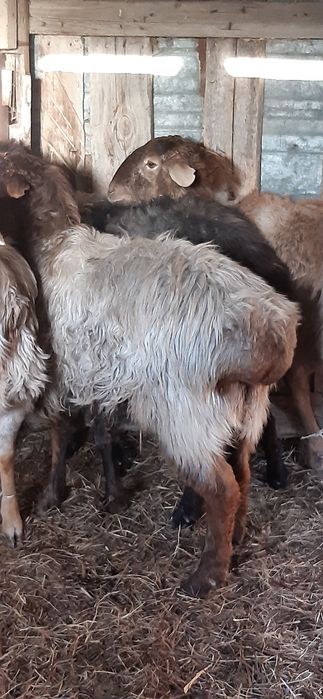 Ісек  қозылы қой буаз ешкілер