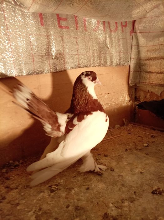 Голубь дытыш самцы кептер