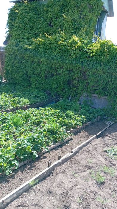 Продам дачу в городе