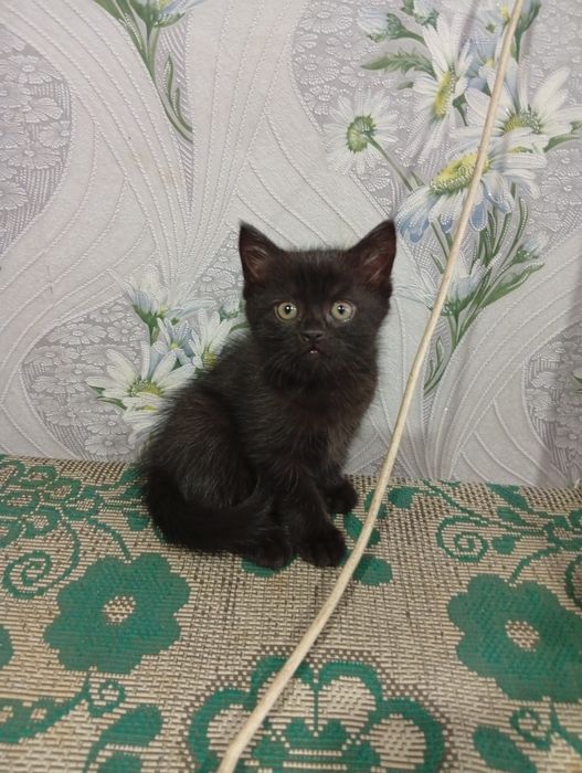 Отдам котёнка в добрые руки