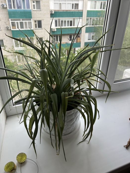Продам комнатные цветы