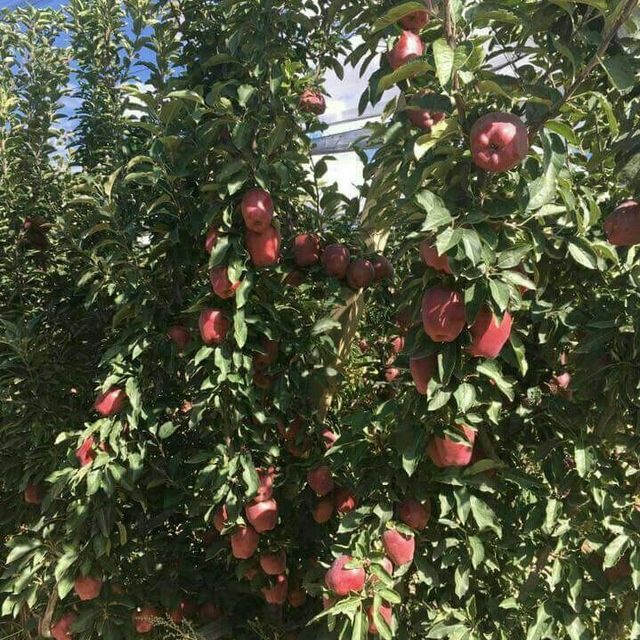 Мевали дарахтлар кучатлари