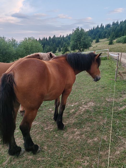 Vând mânză 1 an și 2 luni