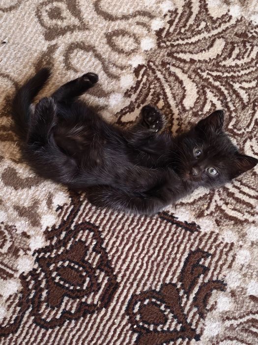 Котенок в добрые руки