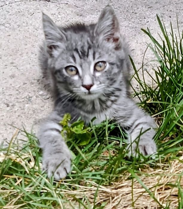 Котенок девочка подкидыш ищет дом.