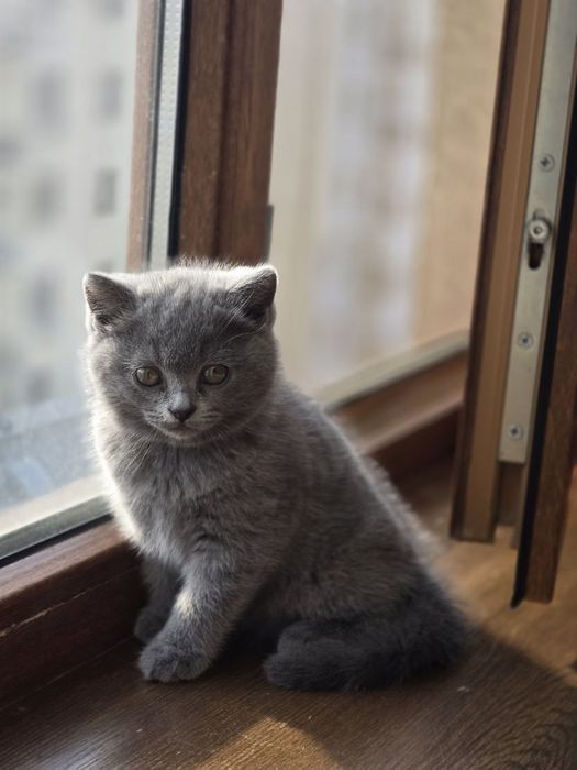 Мушук сотилади 2 ойлик