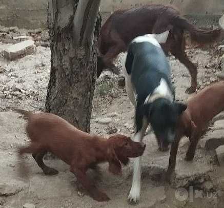 Классный щенок сеттера