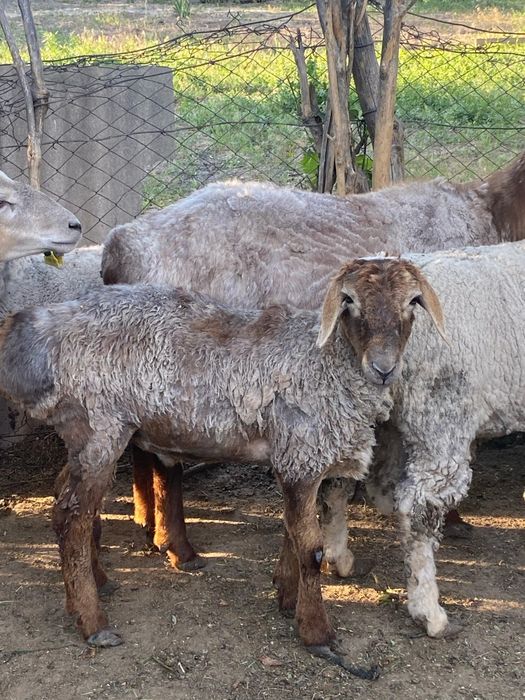 Қошқарлар сатылады