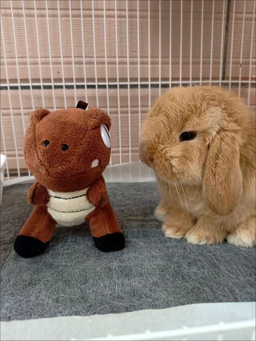 Oilangizga mehr va tabassum olib kiradigan quyonchalar!