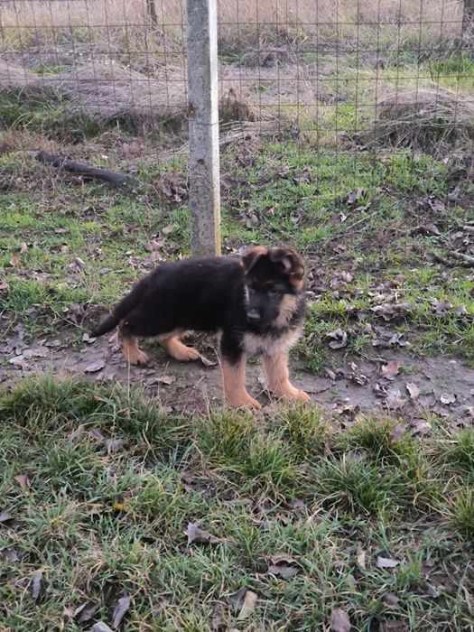 Pui de ciobanesc german cu pedigre.