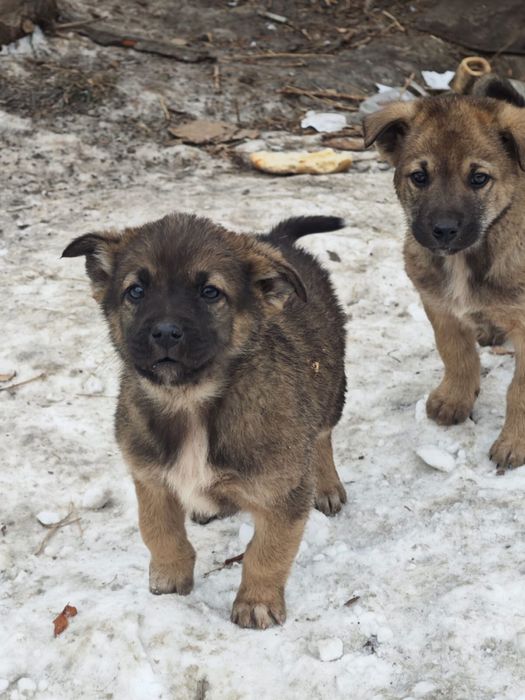 Щенки ищут добрые руки