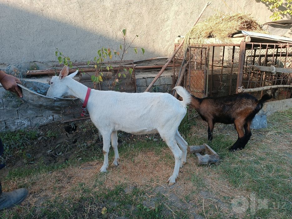 Zanen va mursiana echkilar sotiladi, zanen bir qorin tuqqan, mursiana
