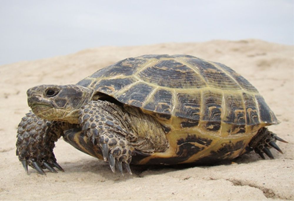 ТОШБАКА сотилади...