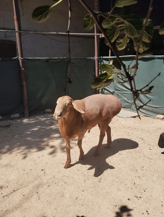 Arashan toza zottor qo'y