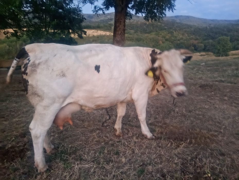 Vând junincă fătată