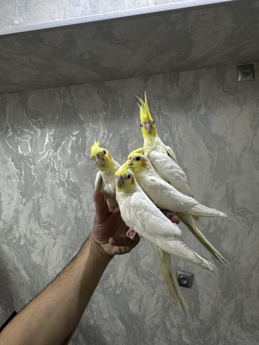 Ruchnoy Karella sotiladi