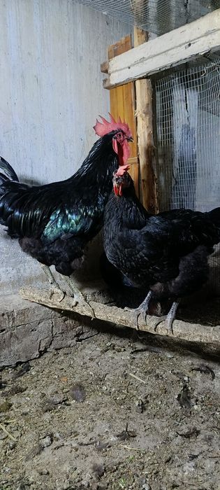 Qora shaxzoda sotiladi