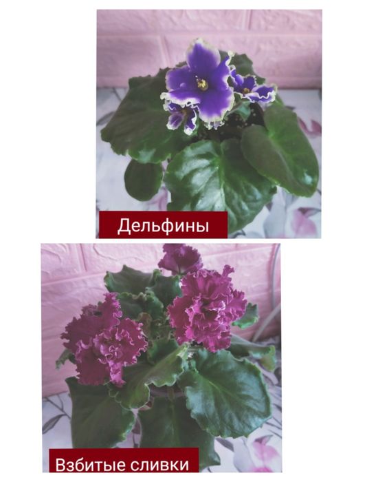 Красивые,разноцветные подоконники!!!