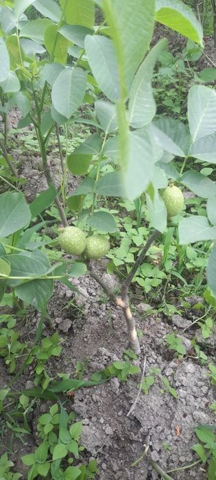 Мевали ку́чатлар. Самарканд Шредер с гарантией