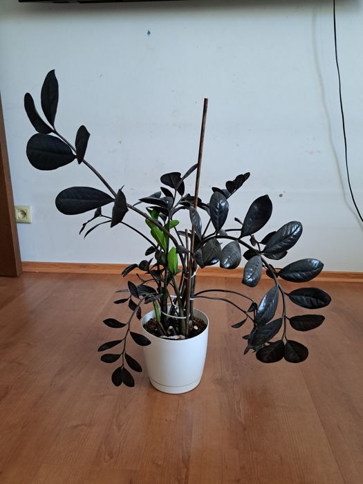 Цветы. комнатные