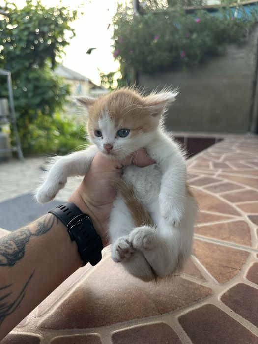Отдам котят в добрые руки