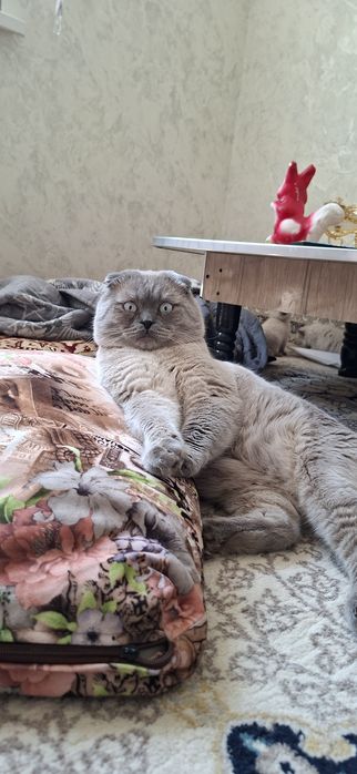Toza qon shotlandla sotiladi, oxirgi rasmda ota-onasi