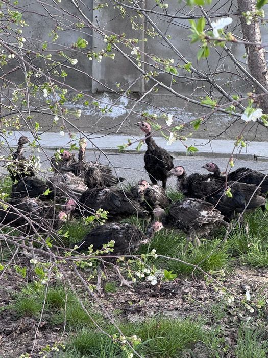 Күрке балапандар