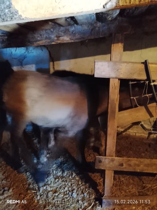 Продам жеребят номер телефона