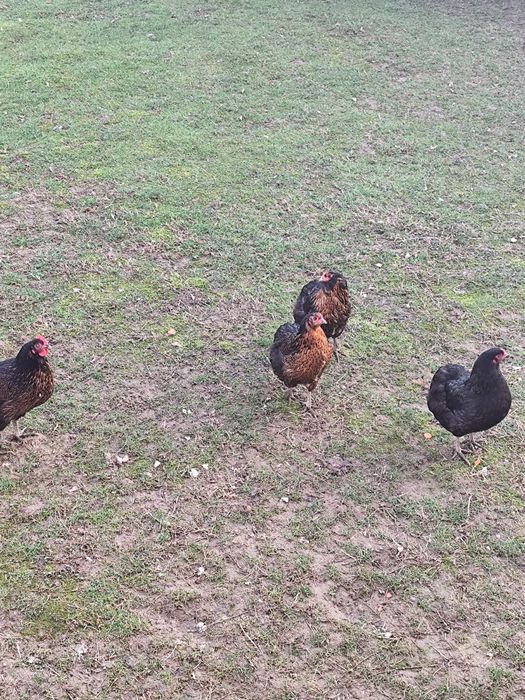 Ouă de incubație Auracana