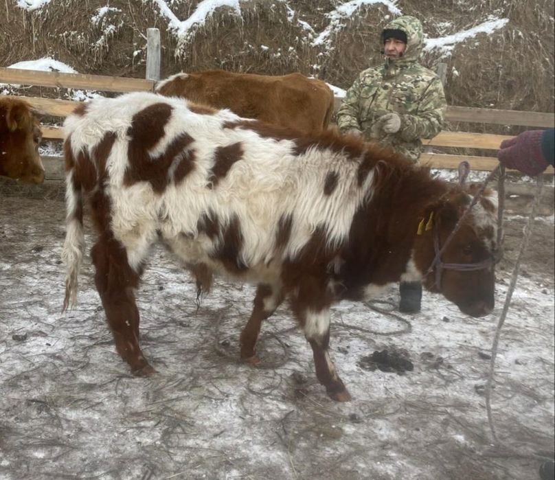 17 бас бұқа сатылады