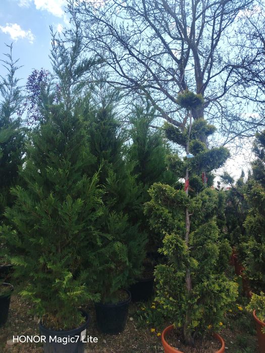 Vând plante ornamentale