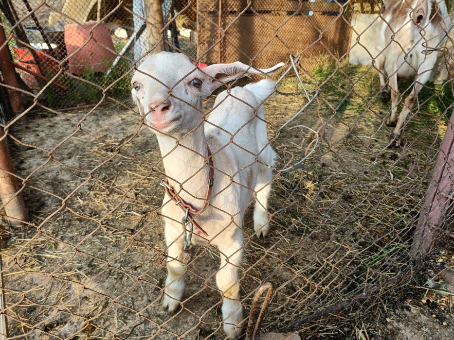 Iada + ied de vânzare 500 lei