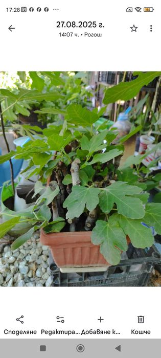 Разсад смокини-фиданки, авокадо, фурми