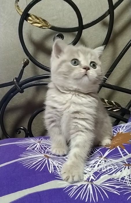 Шикарная девочка. Скоттиш страйт.