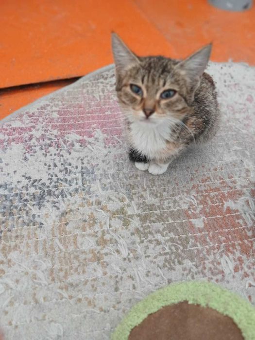 Симпатичные  КОТЯТА