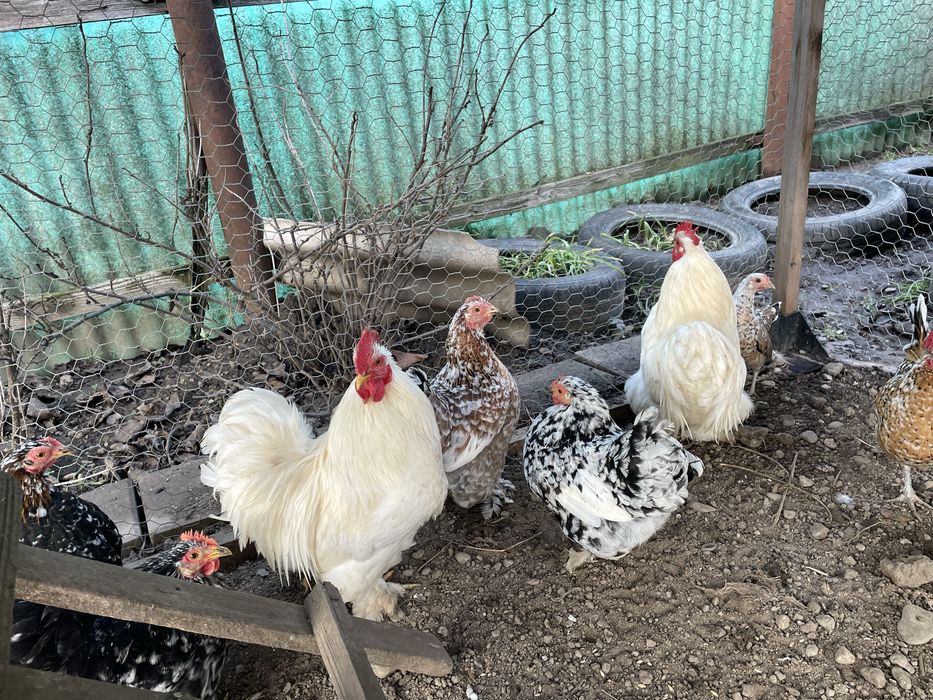 Vand gaini americane