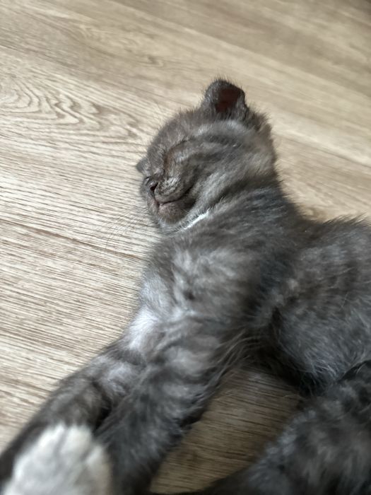 Котята вислоухой кошки