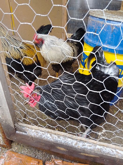 Петли на осем месеца